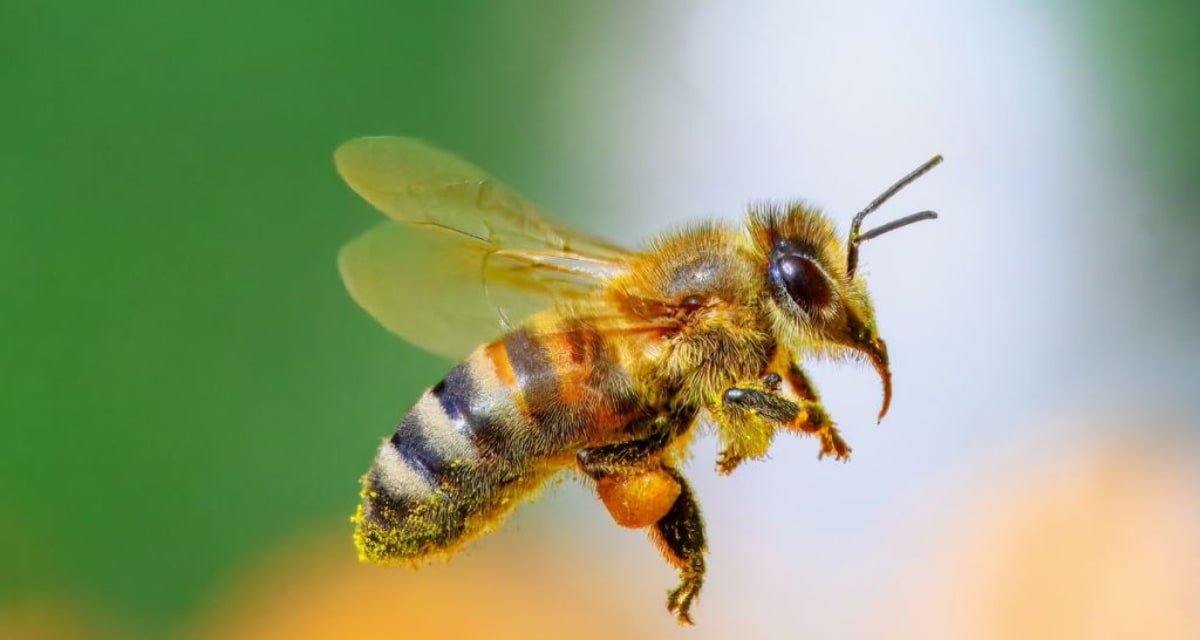 New York Cemetery Holds 5.5 Million Underground Bees - Image 4