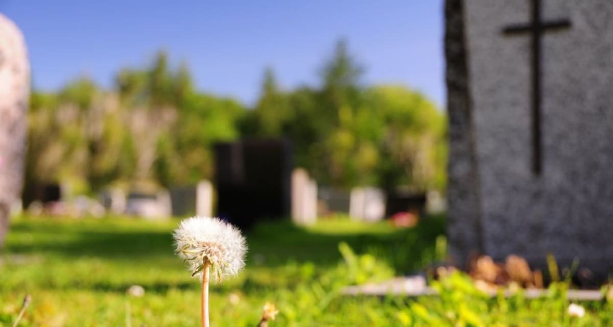 New York Cemetery Holds 5.5 Million Underground Bees - Image 5