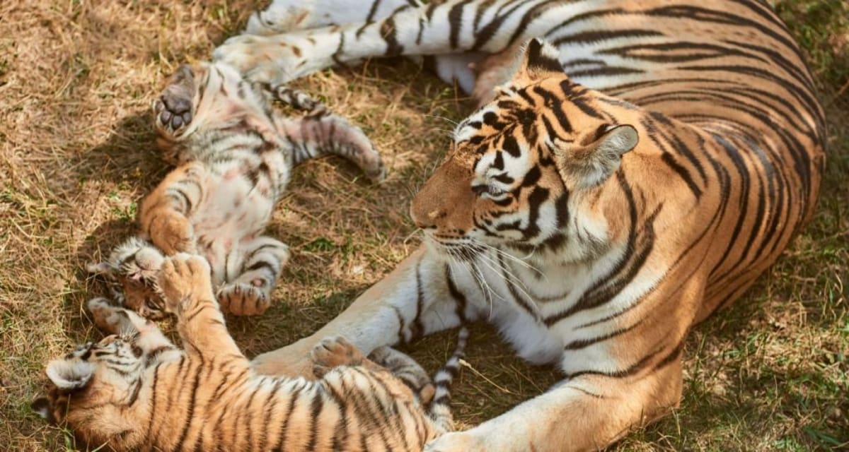Tiger Moms Share Babysitting Duties on BBC's Tiger Island - Image 3