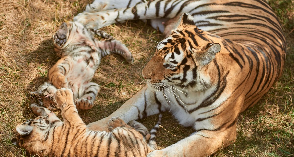 Tigers in Nepal Caught Babysitting Each Other's Cubs - Image 3