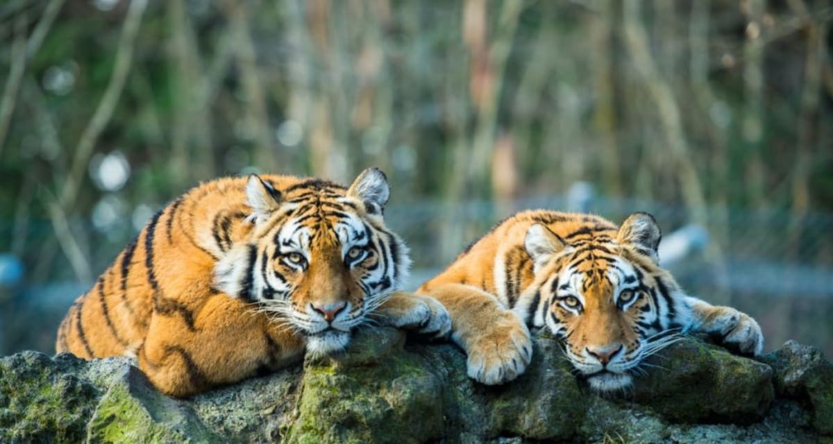 Tiger Moms Share Babysitting Duties on BBC's Tiger Island - Image 5