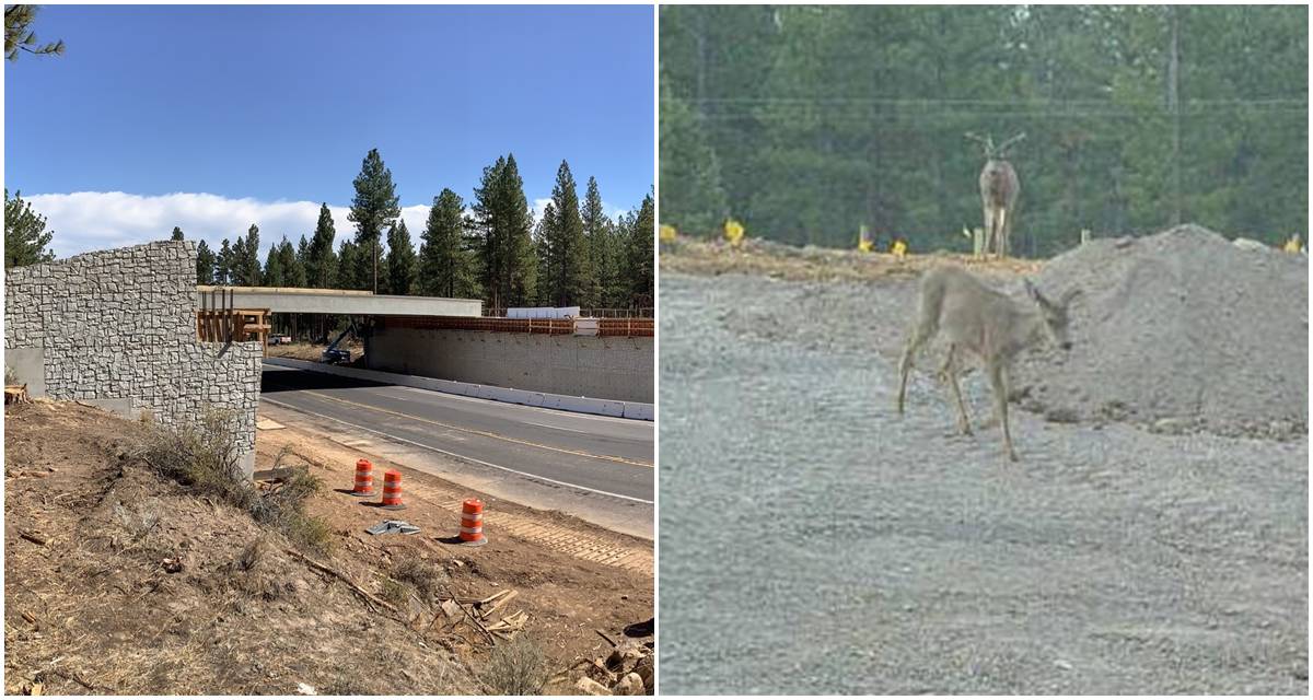 Deer Cross Unfinished California Wildlife Bridge Hours Later