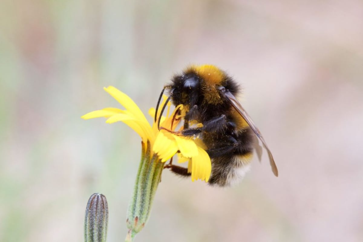 Bumblebees Solve Puzzles Like Chimps With Sesame-Sized Brains - Image 2