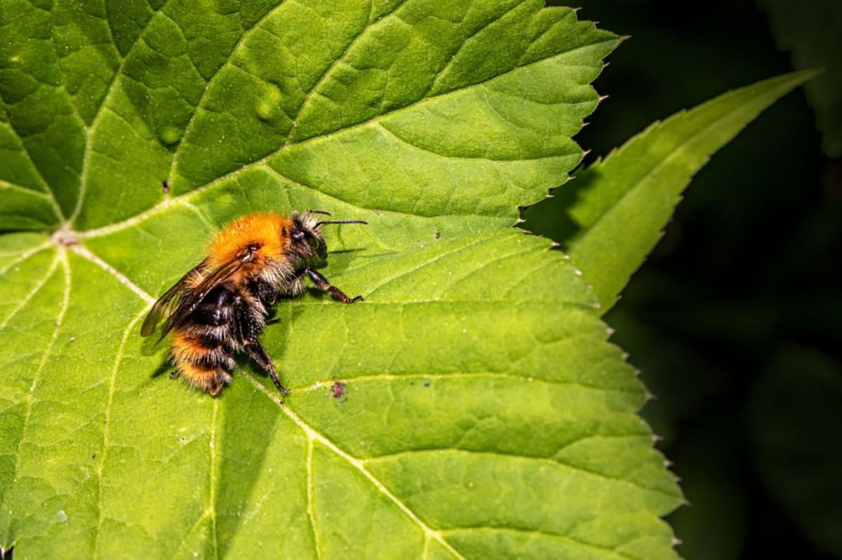 Bumblebees Solve Puzzles Like Chimps With Sesame-Sized Brains - Image 3