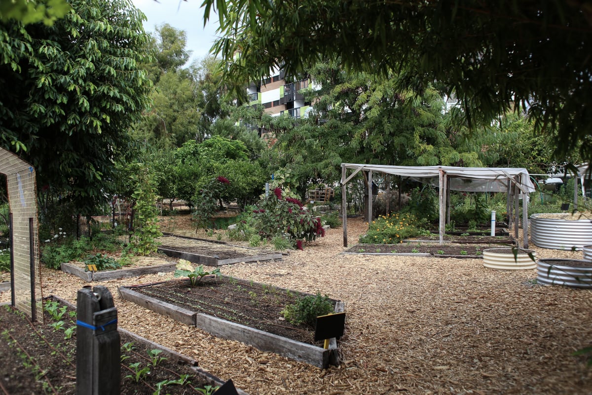 Master gardener Ahmad Houston tends vegetable beds in Fort Worth community garden