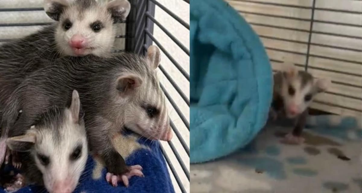 Tattoo Shop Saves Baby Opossums in Sioux Falls - Image 3