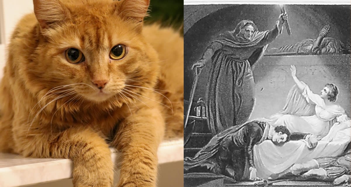 Orange tabby cat on stage near ballet dancers during Romeo and Juliet performance
