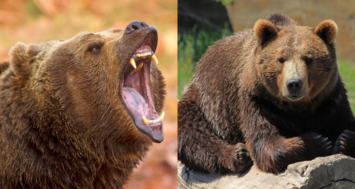 Woman standing ground facing grizzly bear on wooded trail in Alberta Canada