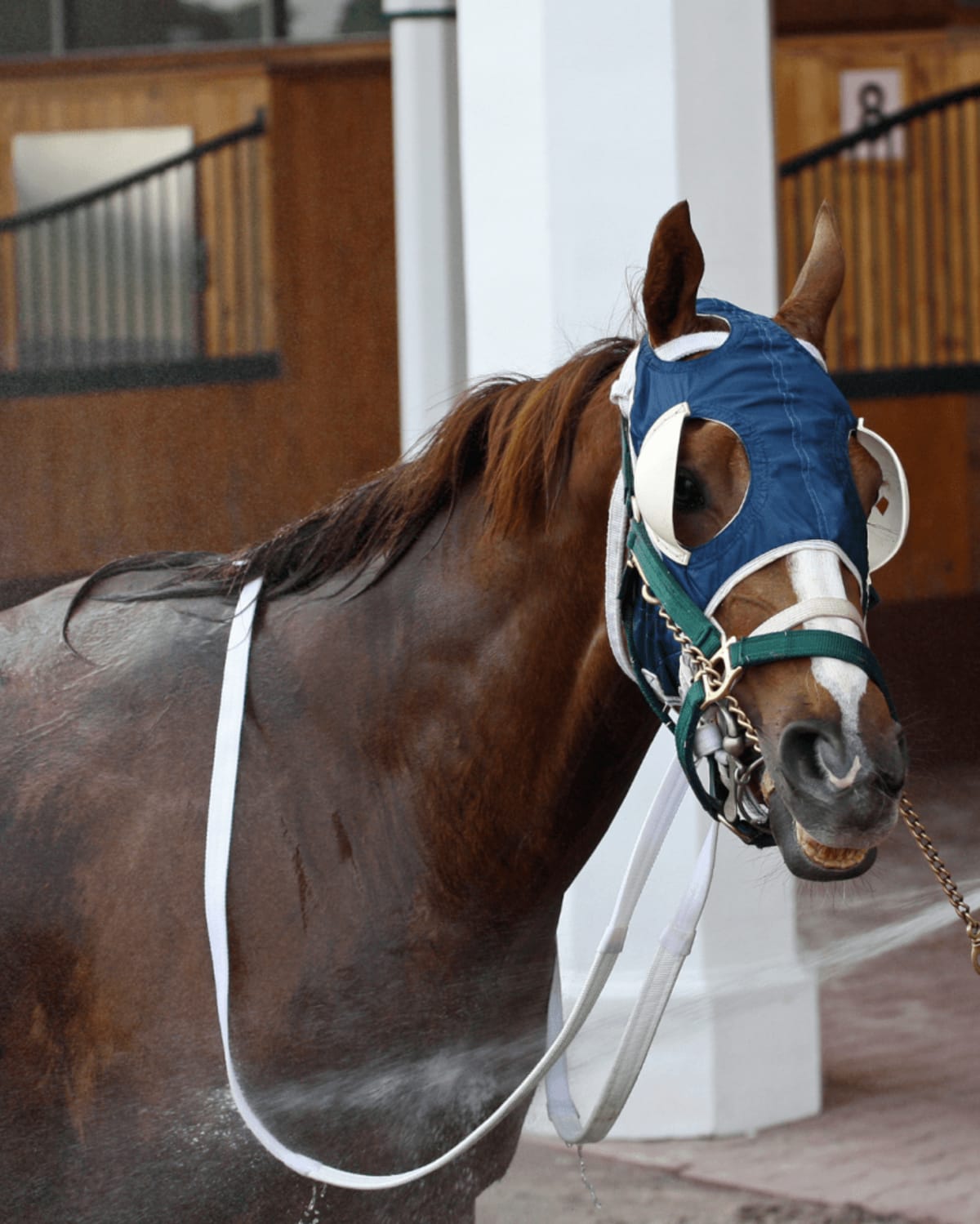 Maryland Farm Gives Horses and Incarcerated Men Second Chances - Image 5