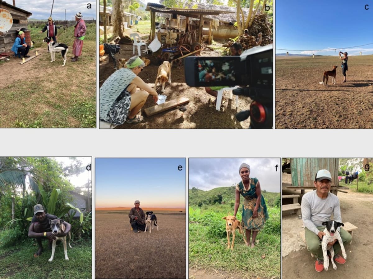 Dogs Bond With Owners the Same Way Across 5 Countries - Image 4