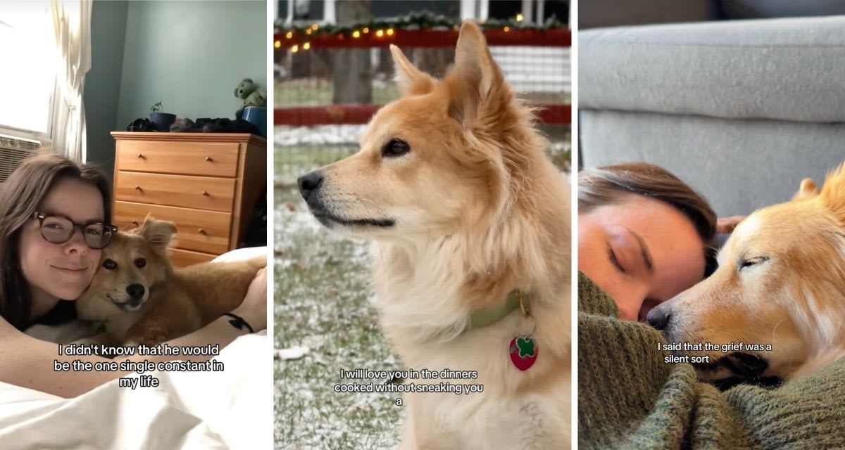 Golden-colored rescue dog Simon sitting calmly next to a nervous foster dog in a home