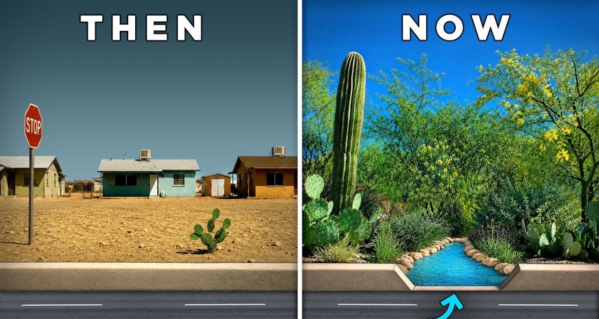 Illegal Curb Cuts in Tucson Transformed City Water Laws