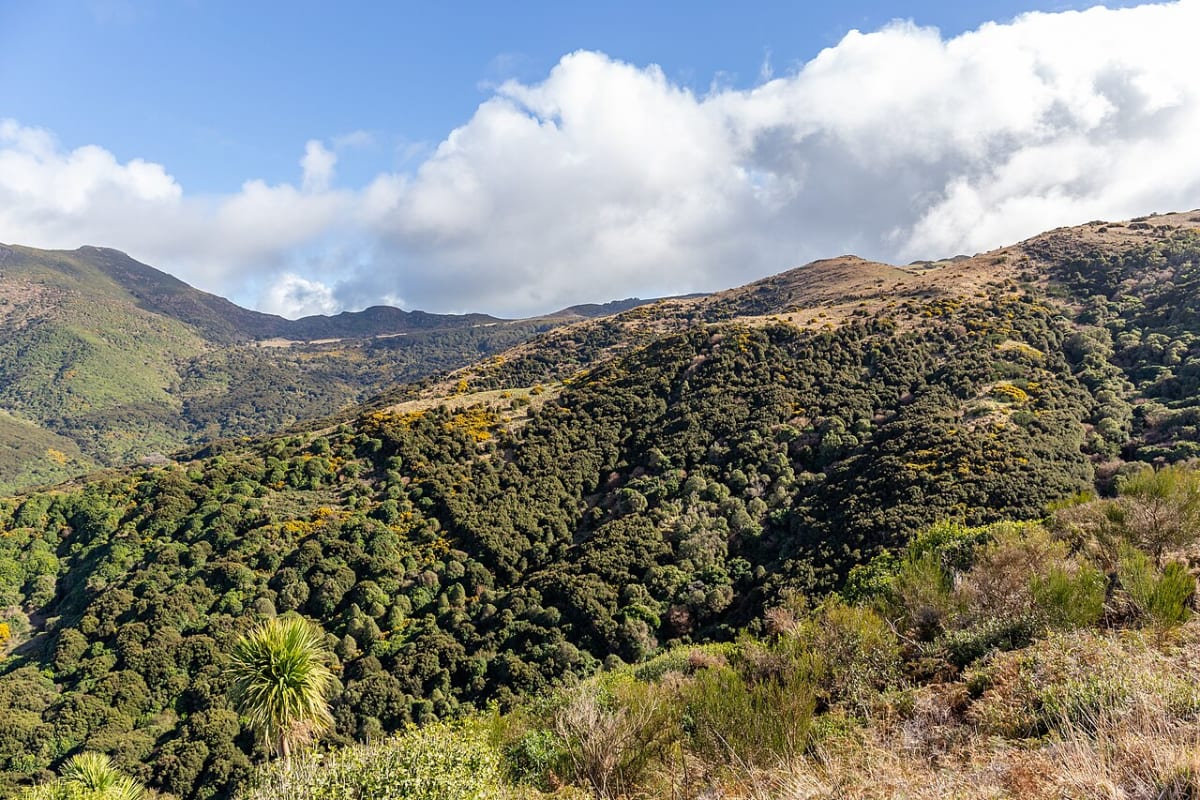 Lush green native forest canopy covering hillsides on New Zealand's Banks Peninsula