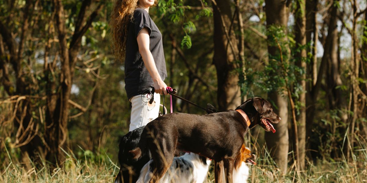 Hunting dog looking up attentively at owner during outdoor training session