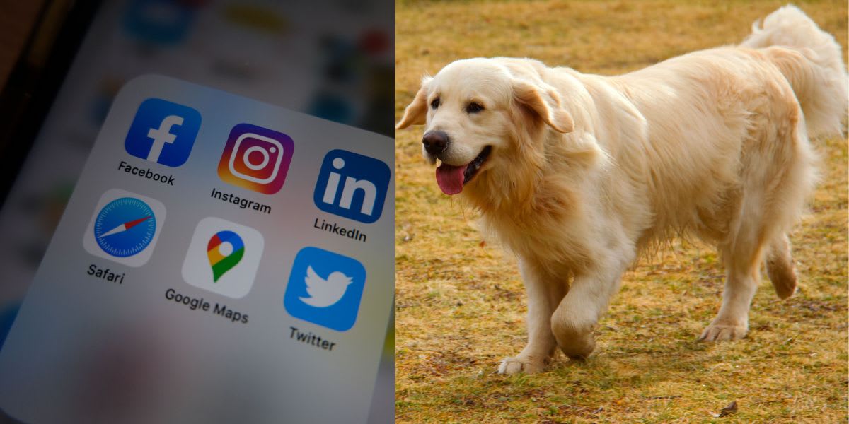 Woman Finds Childhood Dog Still Playing on Google Maps