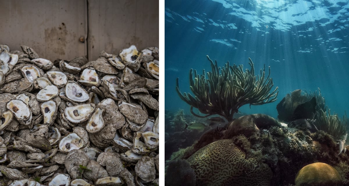 Florida Dumped 500K Tons of Shells, Rebuilt Gulf Reef - Image 3