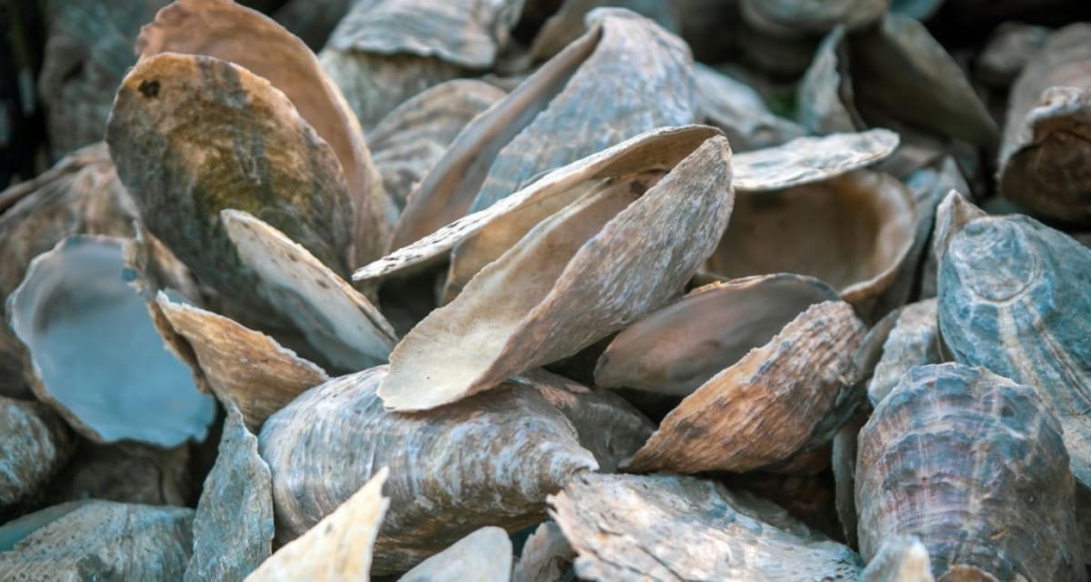 Florida Dumps 500K Tons of Shells, Revives Gulf Ecosystem - Image 4