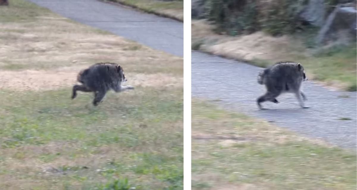 Seattle's Stubby Raccoon Jimothy Becomes Viral Legend - Image 3
