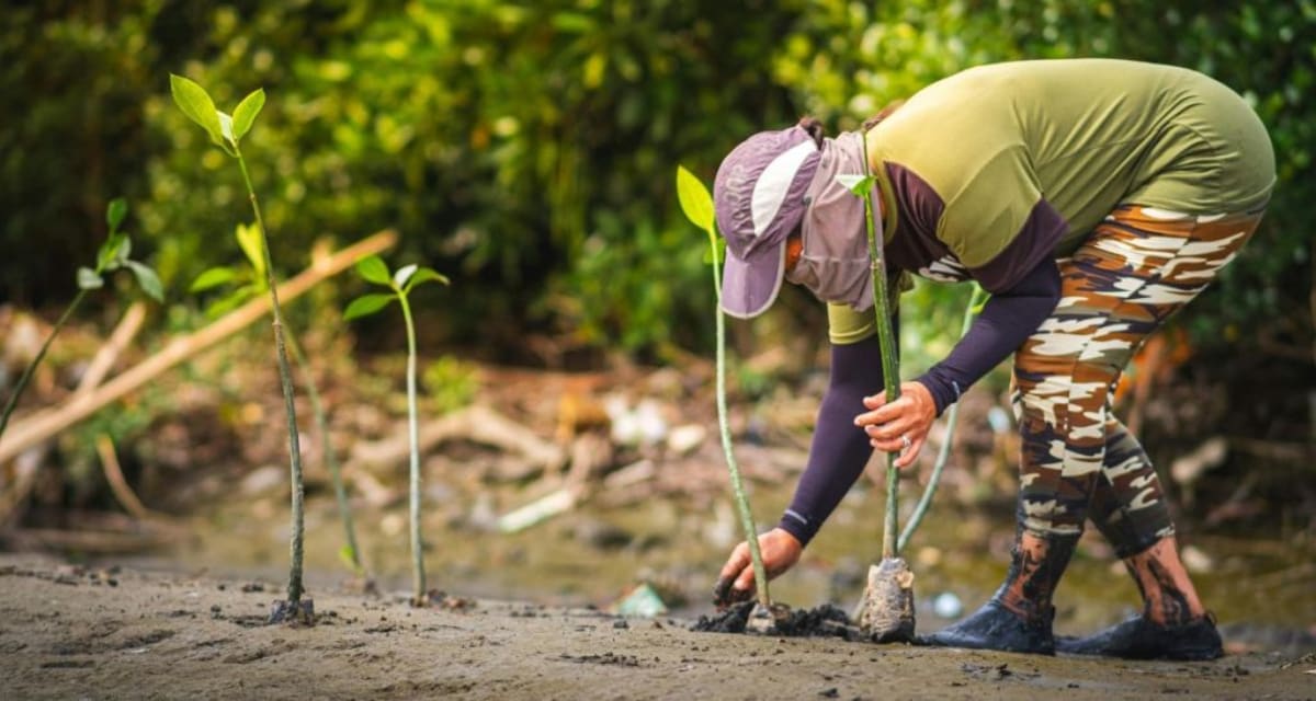 Japanese Botanist's Ancient Forest Secret Revolutionizes World - Image 5