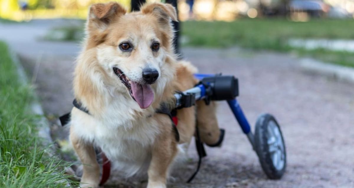 Paralyzed Kitten Gets Hot Wheels Wheelchair in Cincinnati - Image 5