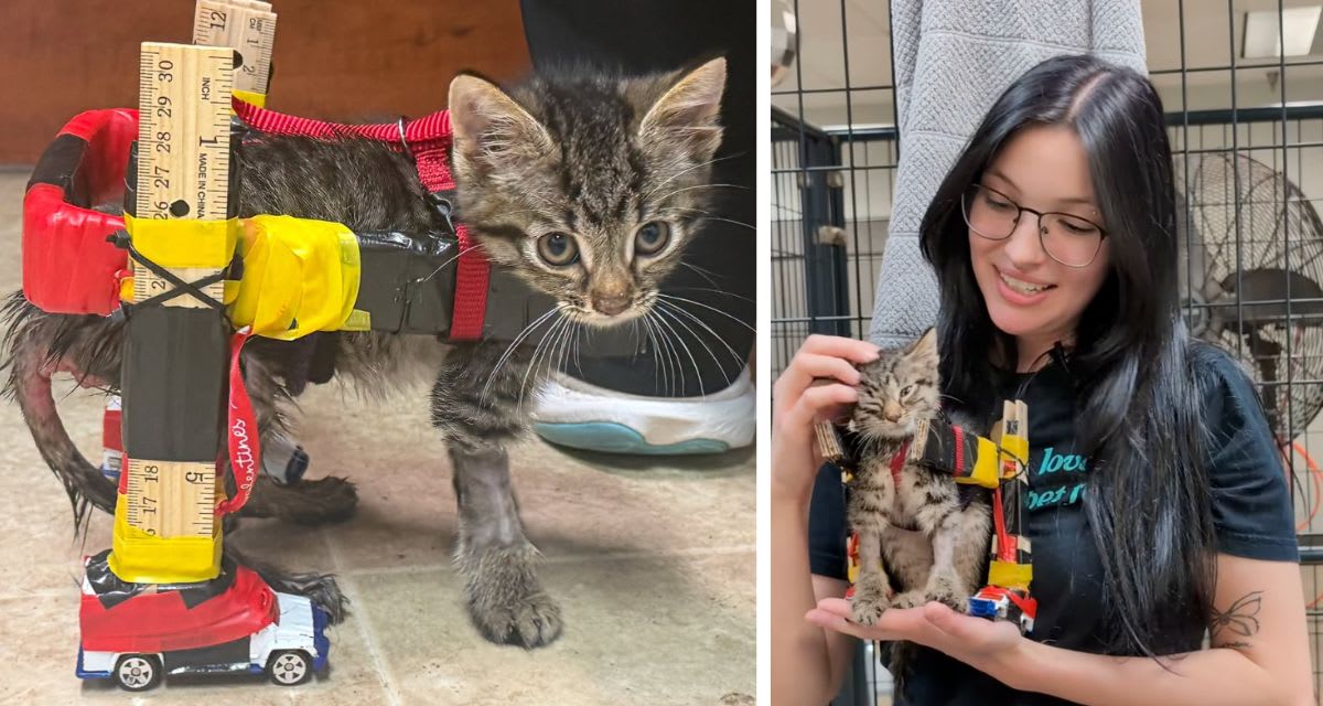 Small orange kitten in makeshift wheelchair made from rulers and Hot Wheels car