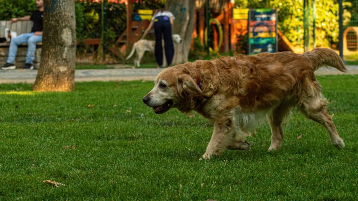 Woman Finds Childhood Dog Still Playing on Google Maps - Image 3