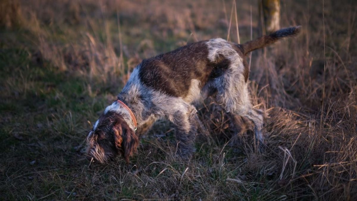 Dogs Bond With Owners the Same Way Across 5 Countries - Image 3