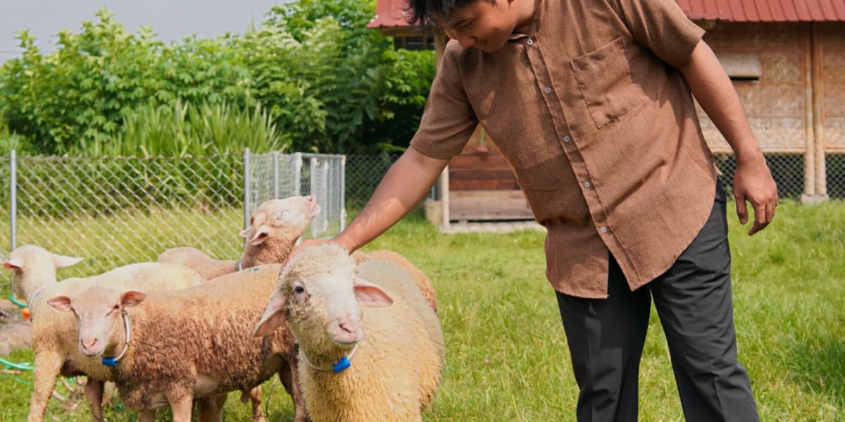 Virginia Sheep Landscapers Eat Weeds and Steal Hearts - Image 3