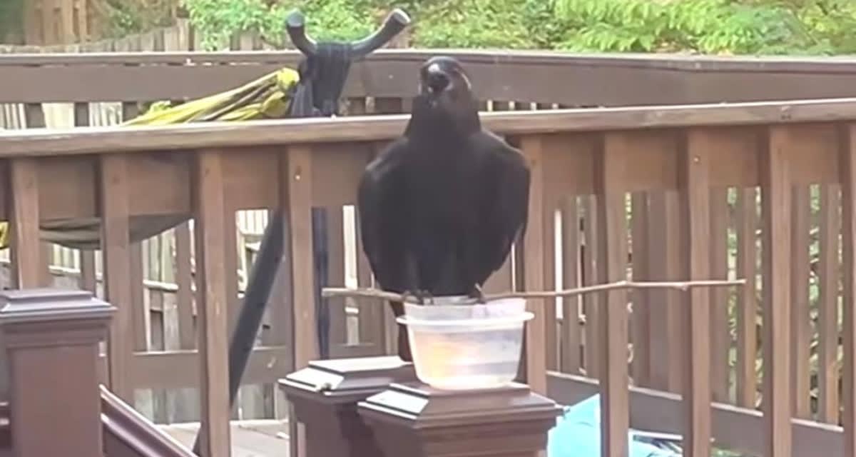 Virginia Crow Engineers Tool to Drink From Cup