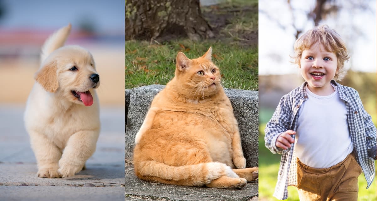 Cat and dog sitting together watching their owner search for something