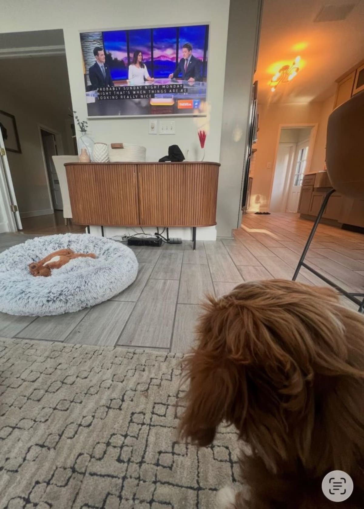 Goldendoodle Knox waits for his TV anchor dad every night - Image 3