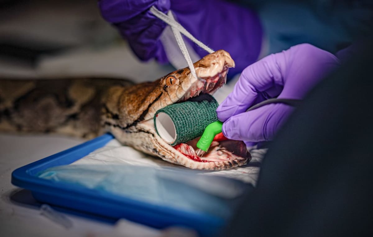 110-Pound Python Gets Human Cancer Treatment, Beats Tumor - Image 5