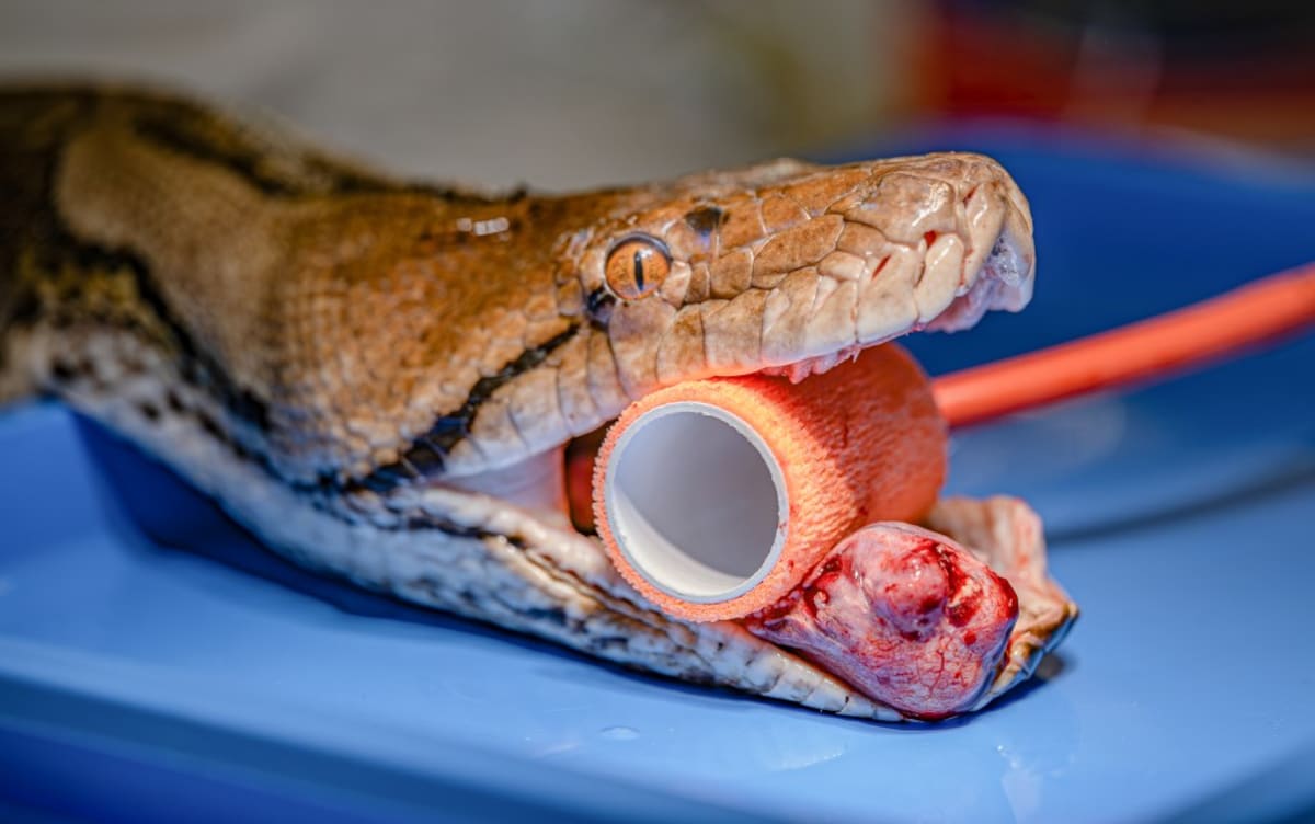 110-Pound Python Gets Human Cancer Treatment, Beats Tumor - Image 4