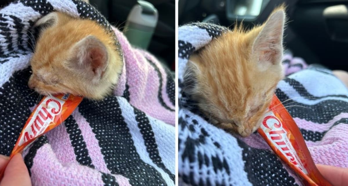 Minnesota Couple Finds Orange Kitten in Grocery Parking Lot - Image 5