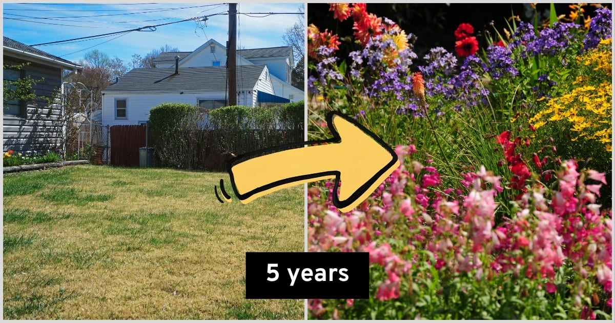 English Gardener Builds Dream Cottage Garden in 5 Years - Image 3
