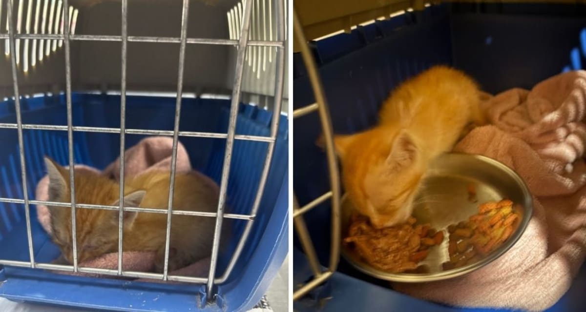 Minnesota Couple Finds Orange Kitten in Grocery Parking Lot - Image 4