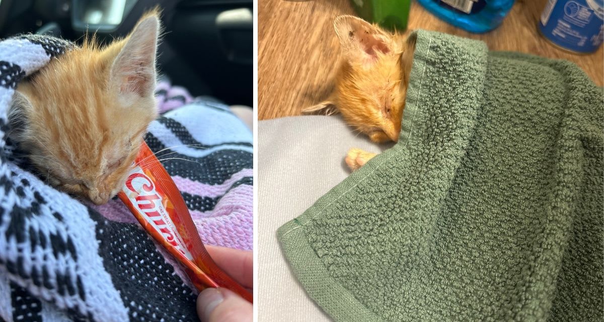Minnesota Couple Finds Orange Kitten in Grocery Parking Lot - Image 3