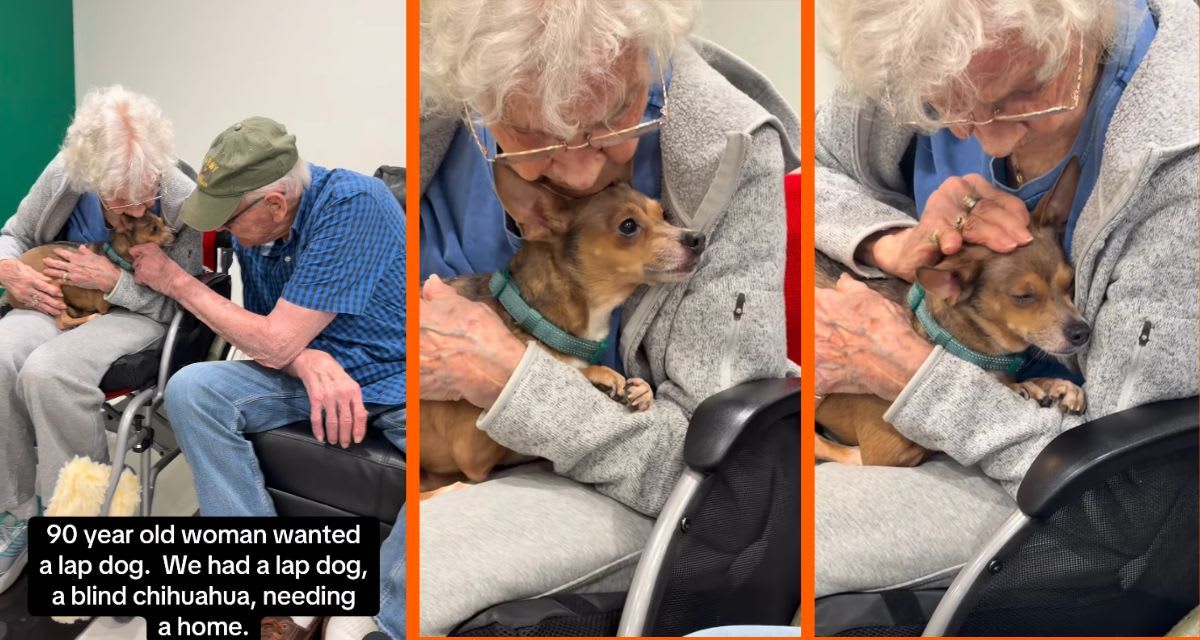 90-Year-Old Gets Blind Rescue Dog as Perfect Lap Companion - Image 3
