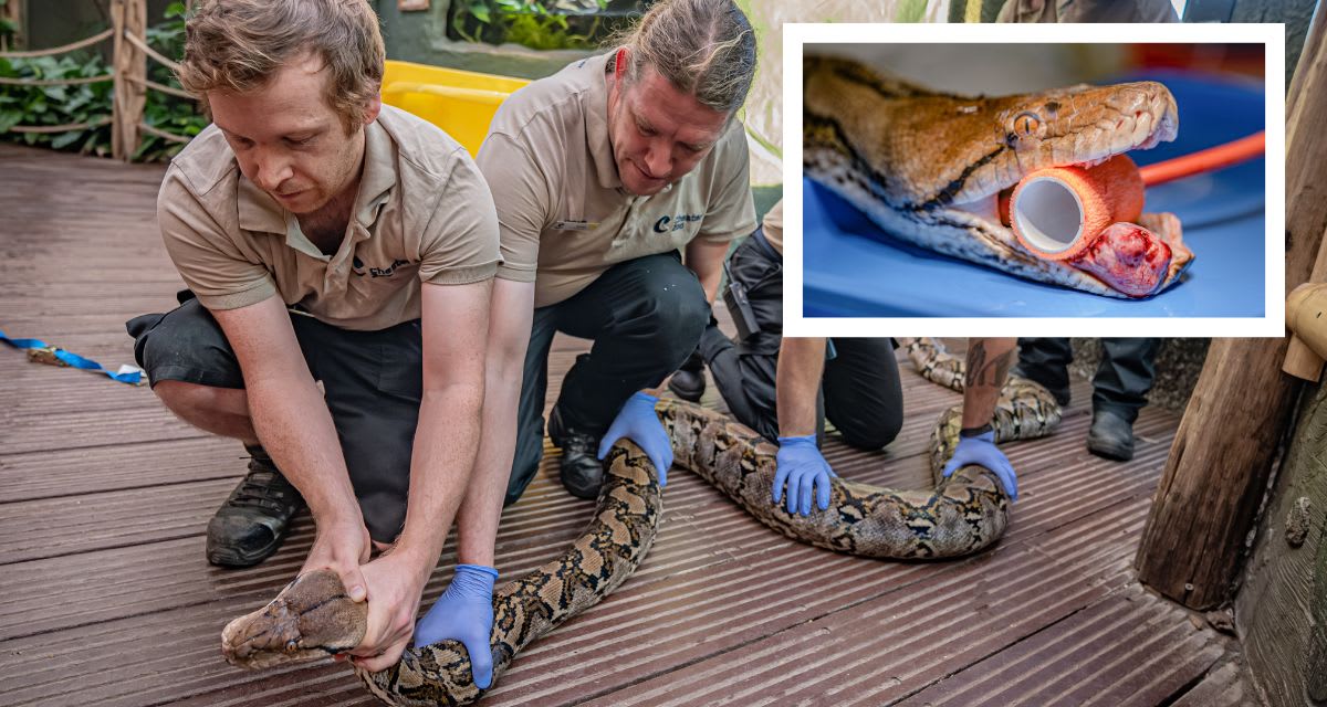 110-Pound Python Gets Human Cancer Treatment, Beats Tumor