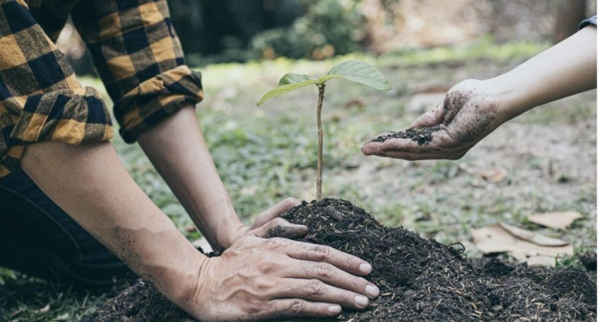 Teacher's $5K Gift Grows Into 50,000-Tree Forest in China - Image 4