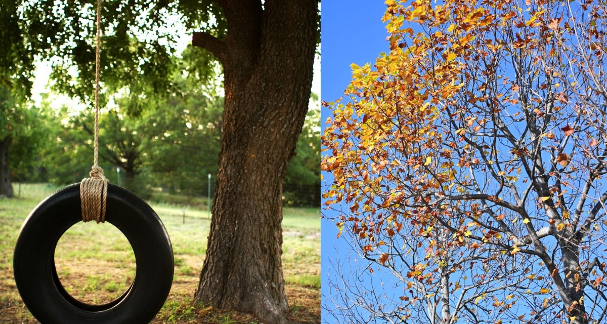 When Asked About Childhood Homes, 1,200 People Said Trees - Image 3