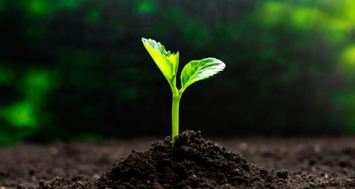 Botanist Grows 14 Crops in Simulated Martian Soil - Image 5