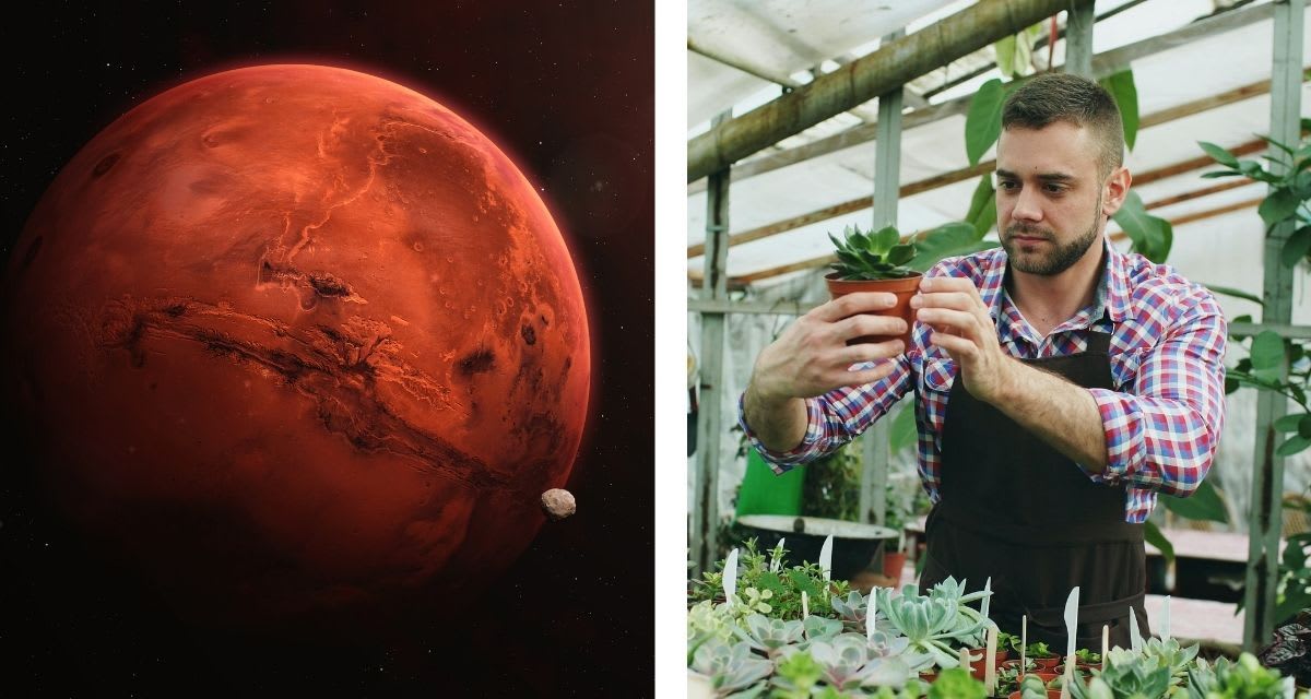Botanist Grows 14 Crops in Simulated Martian Soil - Image 3