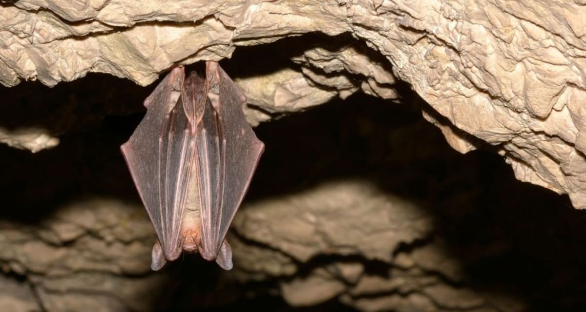Rare Bat Found 100 Miles From Home in Nebraska Office - Image 4