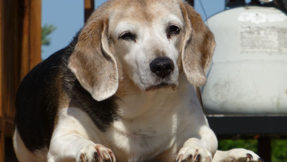 Dad Reunites With Late Father's Beagle After 10 Years - Image 4