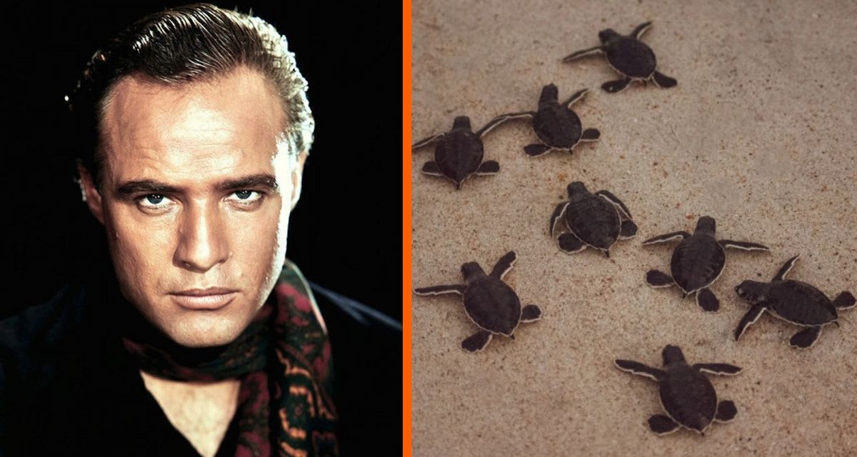 Green sea turtle hatchlings crawling across sandy beach toward turquoise ocean water