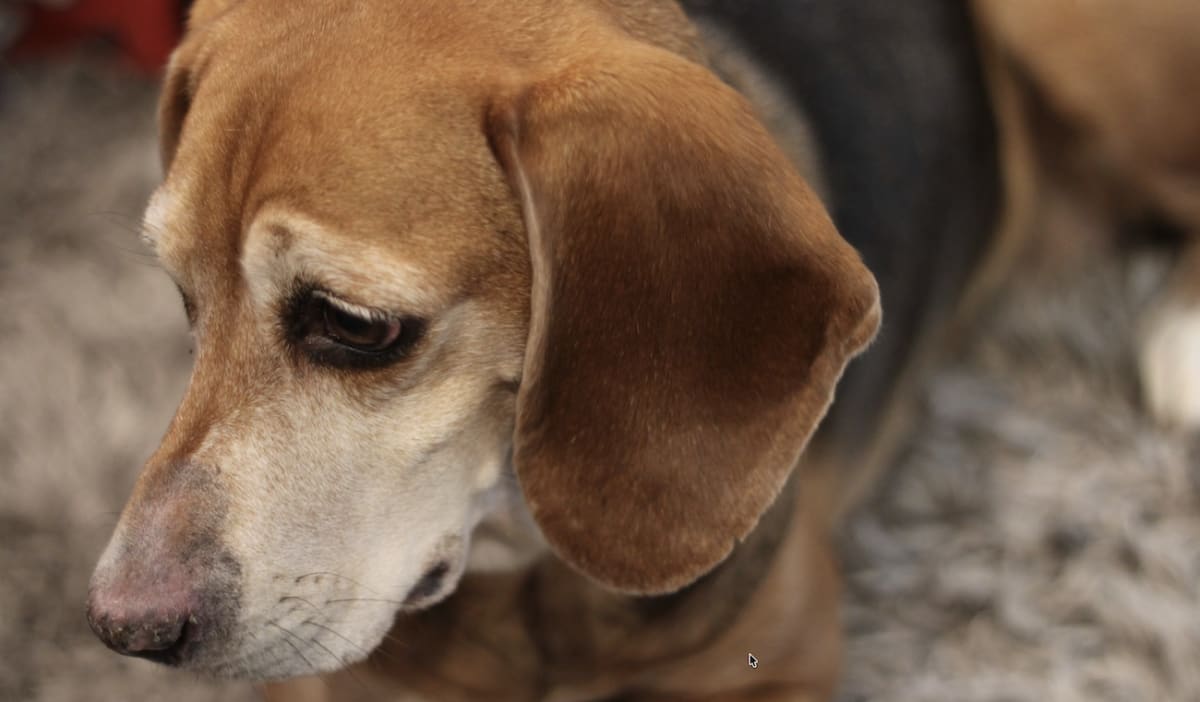 Senior beagle with graying face resting peacefully, representing dog named Rosie after reunion
