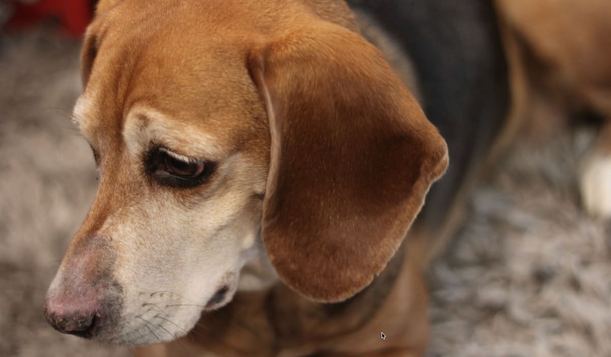 Dad Reunites With Late Father's Beagle After 10 Years - Image 3