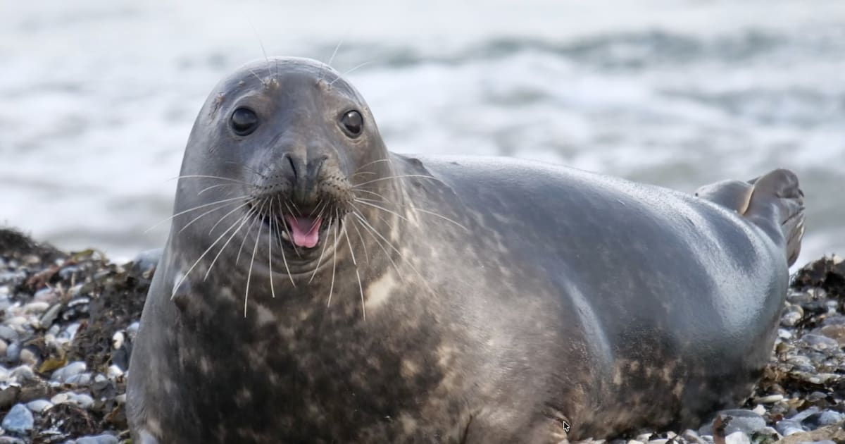 Harbor seal Hoover at New England Aquarium who learned to speak English phrases