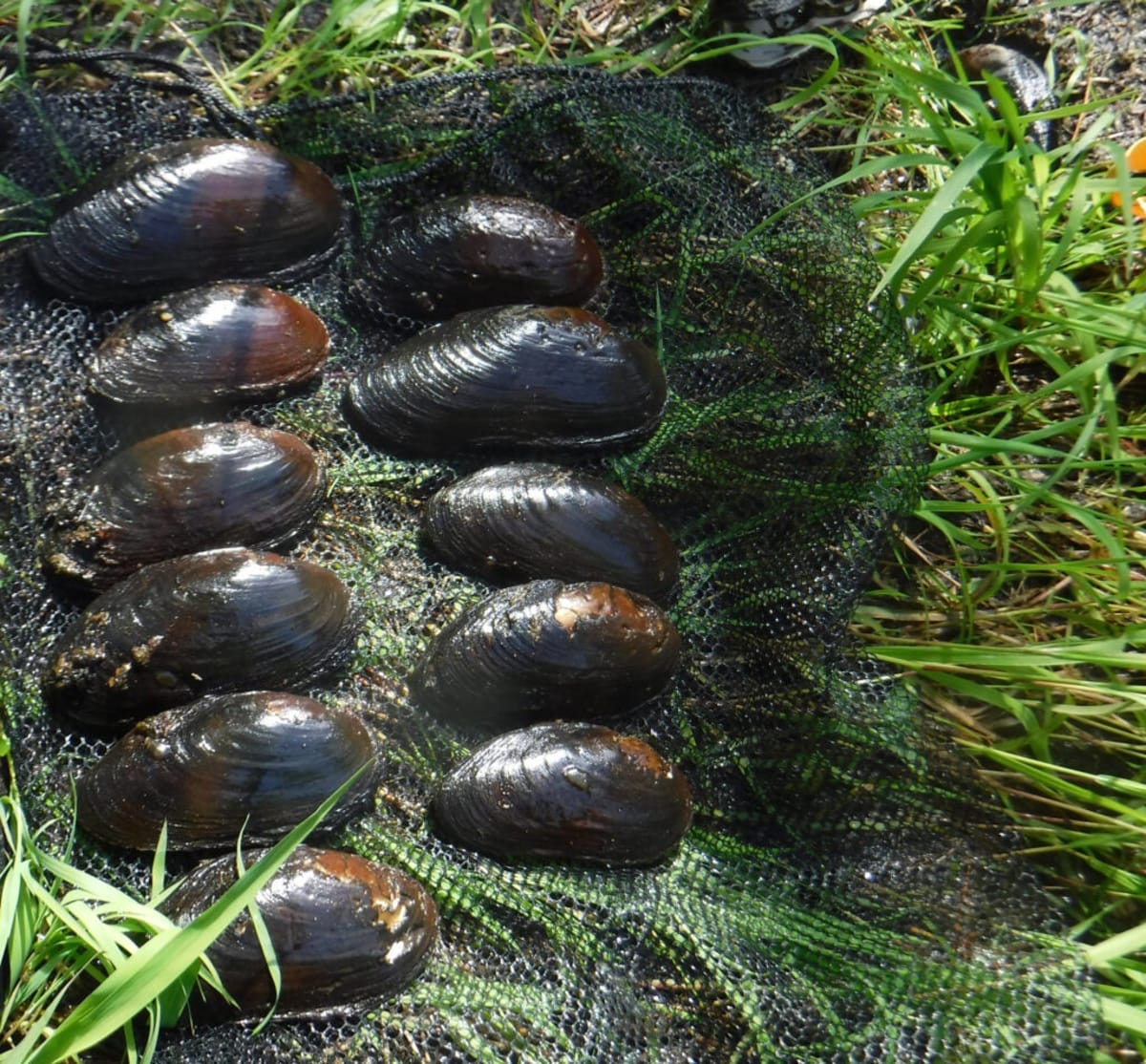 Rare Mussels Found in Rhode Island River After 30 Years - Image 3